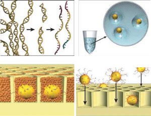 Pyrosequencing bead preparation from Margulies et al 2005