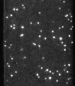 Closeup of sequencing lane from 454 pyrosequencer