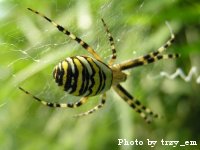 Agriope bruennichii spider