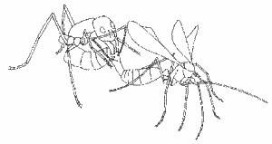 Sketch of mating in queenless ants