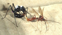 Mating in queenless ants
