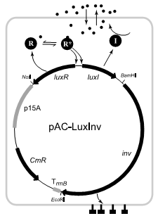 Plasmid for density dependent infectious bacteria