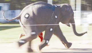 Elephant Run