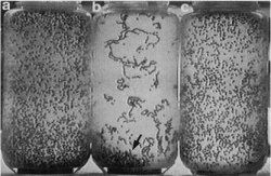 Comparison of mutant and non mutant male-male interactions in fruit flies from Zhang and Odenwald