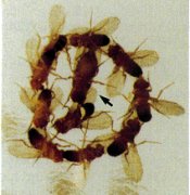 Male-male interactions in fruit flies from Zhang and Odenwald