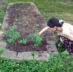 Lasagna garden bed