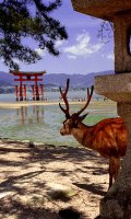 Miyajima by mrlins