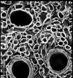 Microscopic view of Protaxites from Hueber 2001