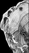 Prototaxites rings from Hueber 2001