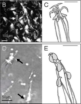 Cooperative trains of rodent sperm