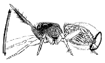 A diagram of the movement of the male jumping spider mating ritual (from Noordam 2002)