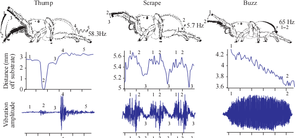 The seismic components of spider mating rituals from Elias et al. 2005