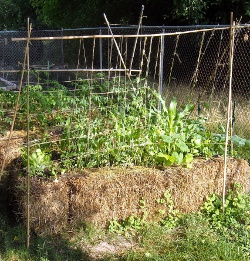 Straw bale garden with bamboo supports