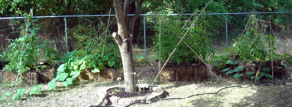 Straw bale garden