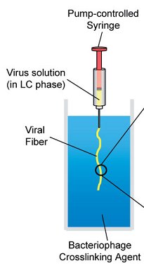 Procedure for creating virus fiber from Chiang et al. 2007